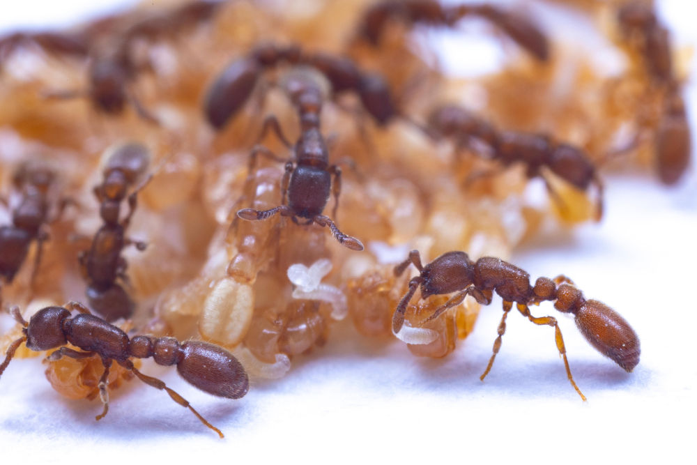 クビレハリアリ（<i>Ooceraea biroi</i>）の成虫は、若齢の幼虫を蛹の上に乗せて、幼虫が蛹の分泌液を摂食できるようにする。