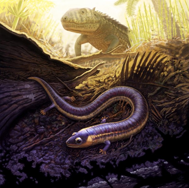 三畳紀のステム群アシナシイモリ類<i>Funcusvermis gilmorei</i>（手前）と、同じ環境に生息した主竜類の<i>Acaenasuchus geoffreyi</i>（後方）の想像図。