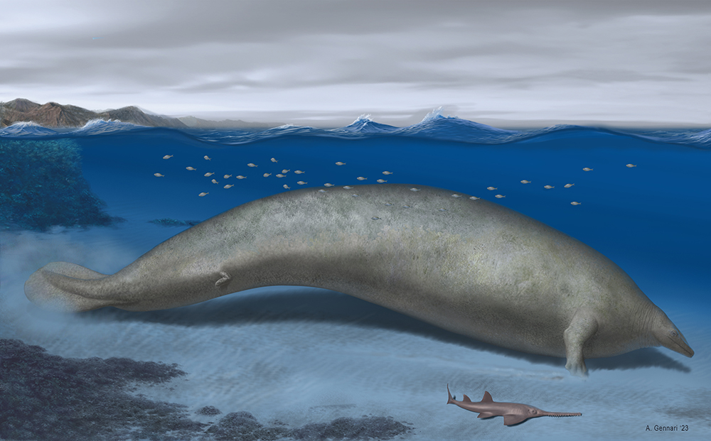 始新世の浅海に生息していた原始的なクジラ<i>Perucetus colossus</i>の想像図。推定体長は約20 m。