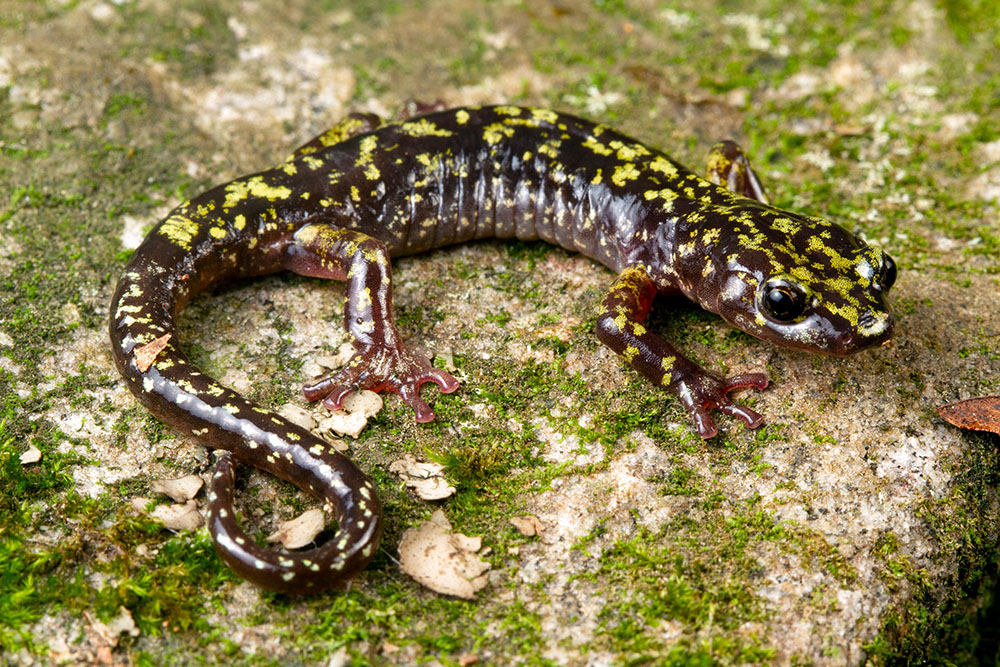 米国に生息するキノボリサンショウウオ属の一種<i>Aneides caryaensis</i>。この種は現在IUCNのレッドリストで「CR（深刻な危機）」に分類されている。