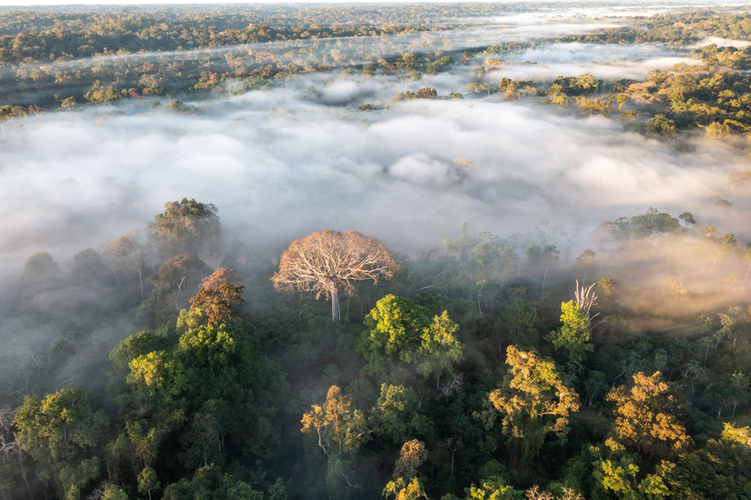 アマゾン熱帯森林。