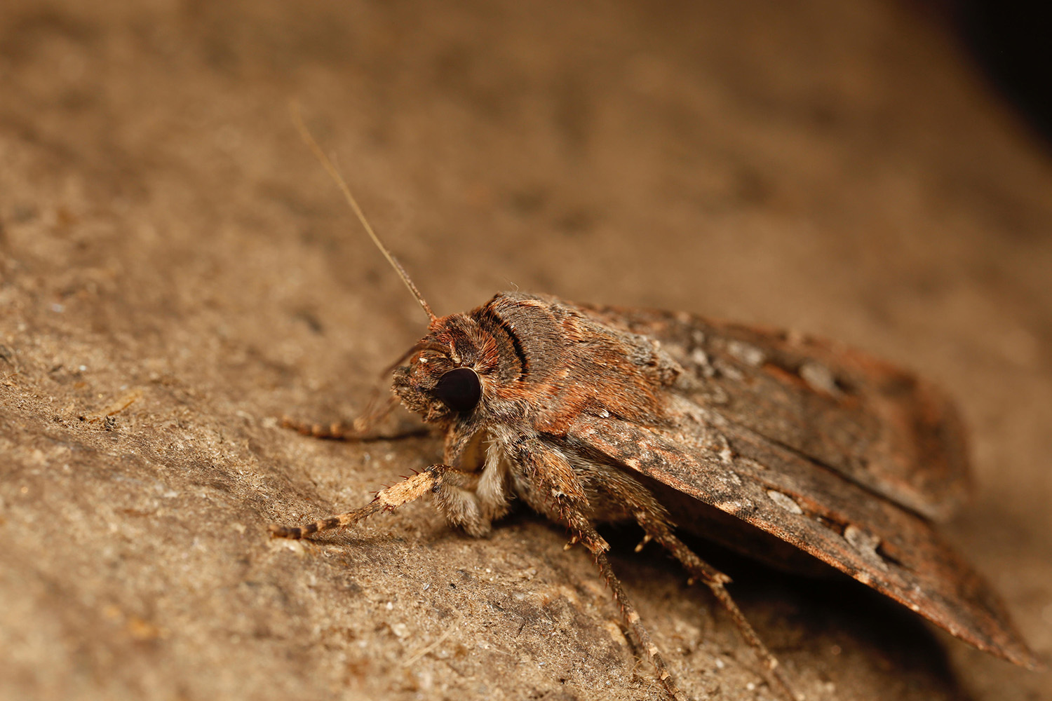 ボゴンモス(<i>Agrotis infusa</i>)。