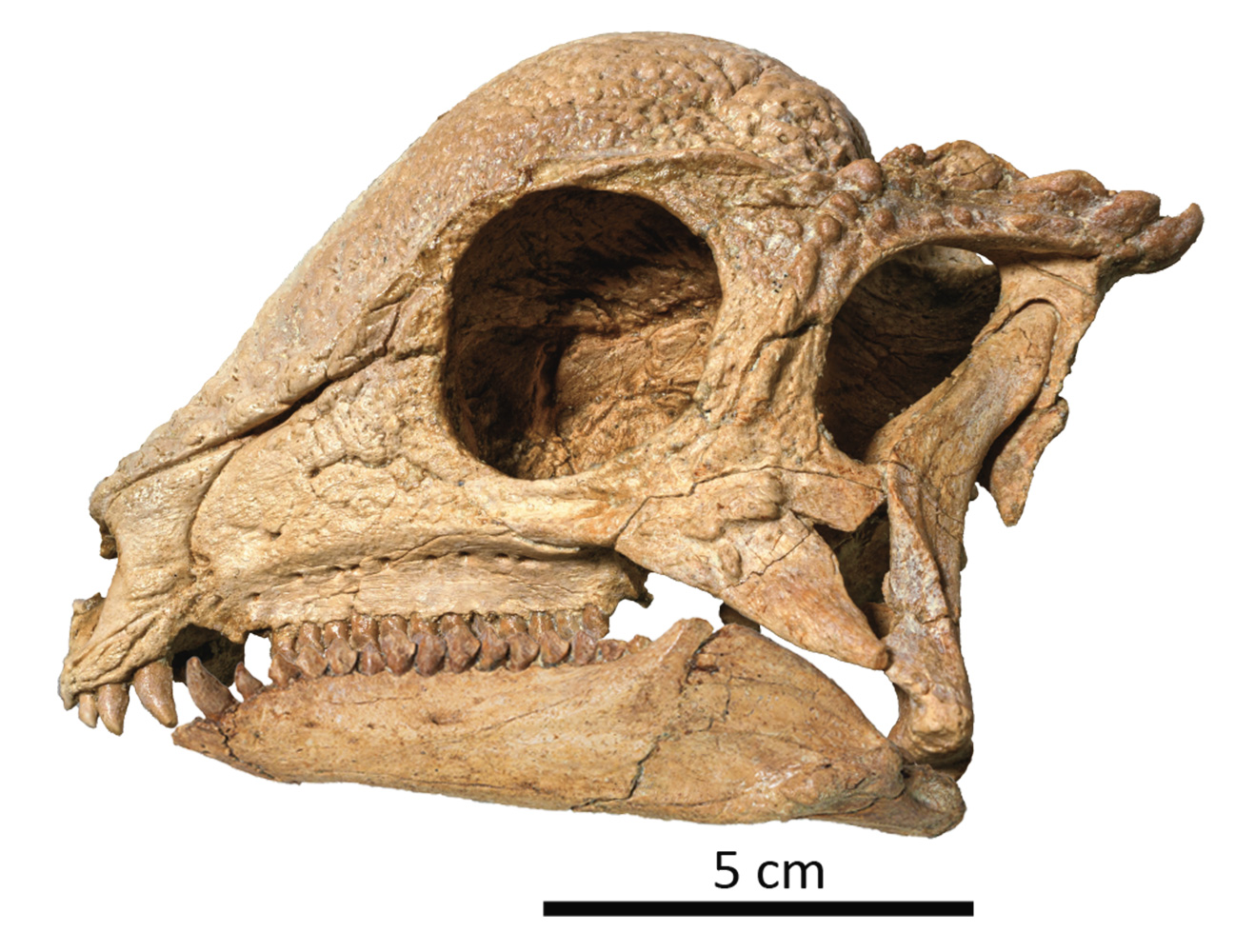 <i>Zavacephale rinpoche</i>の頭蓋化石。