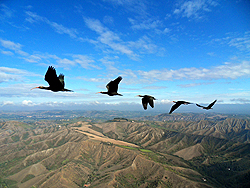 編隊を形成して飛ぶホオアカトキ（<i>Geronticus eremita</i>）の群れ。