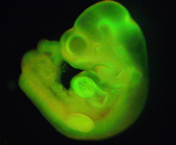 STAP細胞から形成されたマウス胎仔。