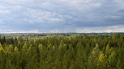今回の研究で測定が行われた、フィンランド南部Hyytiäläの針葉樹林。