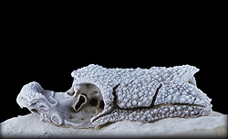 4億1500万年前の小型の化石魚<i>Romundina</i>の頭蓋側面像。