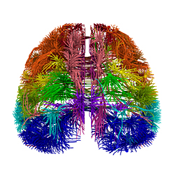 頭頂部から見たマウス脳の3D神経接続パターン。