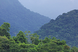 ブラジルの熱帯雨林。