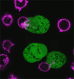 ヒトT細胞株であるJurkat細胞（ピンク色）に食い付く赤痢アメーバ（緑色）。