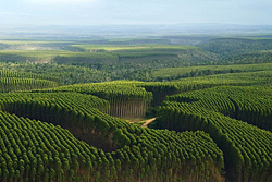 ブラジルのユーカリ植林地。