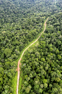 森林を切り裂く伐採道路（マレーシア領ボルネオ・サバ州）。