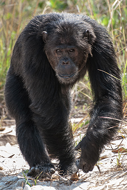 タンザニア、ゴンベ・ストリーム国立公園のチンパンジー集団「Kasekela集団」を支配する雄のFerdinand。