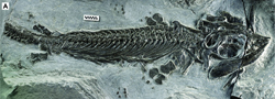 中国安徽省巣湖の下部三畳系で見つかった基部系統ichthyosauriform、<i>Cartorhynchus lenticarpus</i>の化石。