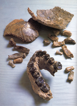 部分頭蓋骨および手骨の化石からなる、ホモ・ハビリスのタイプ標本OH 7。