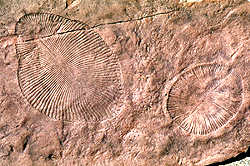 オーストラリア南部のエディアカラヒルズで発見されたディッキンソニアの化石。