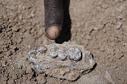 新種<i>Australopithecus deyiremeda</i>の上顎（ホロタイプ）。
