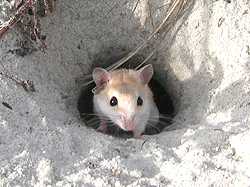 巣穴から顔をのぞかせるハイイロシロアシマウス。