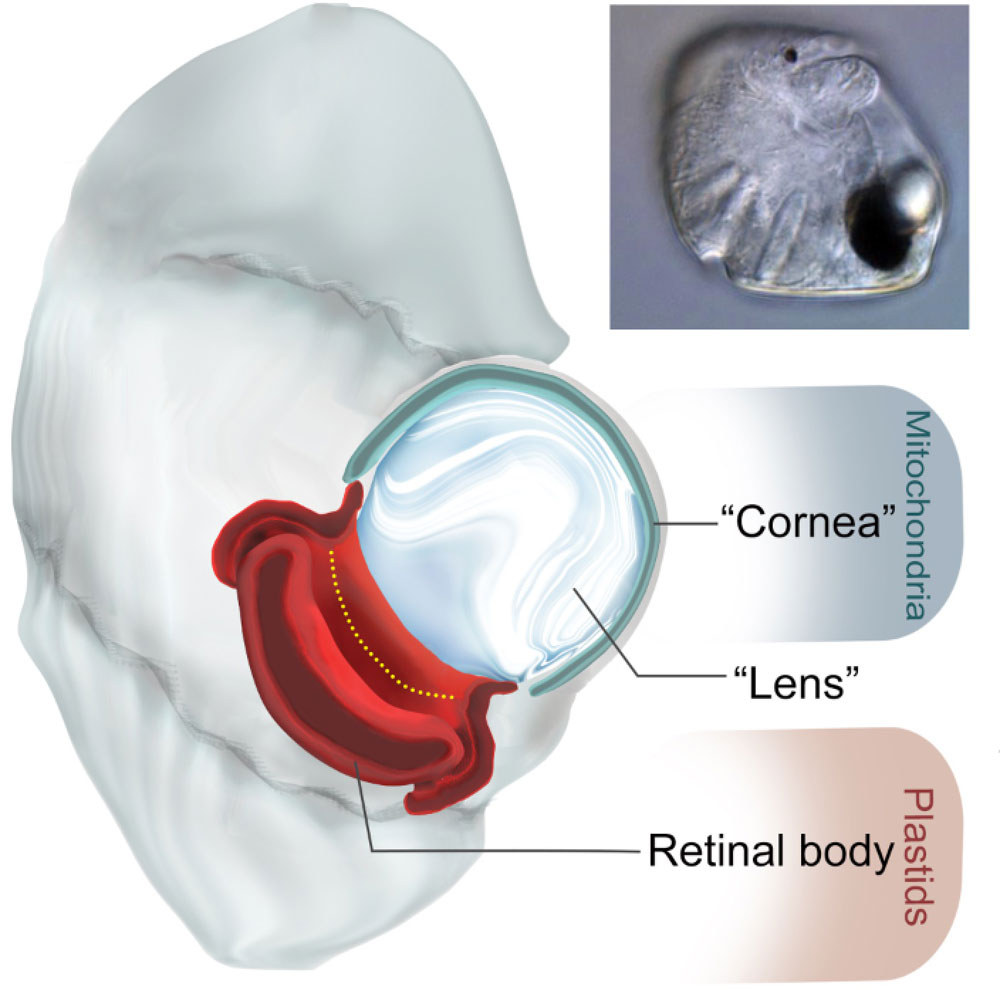 ocelloidの成り立ち。角膜に似た構造（