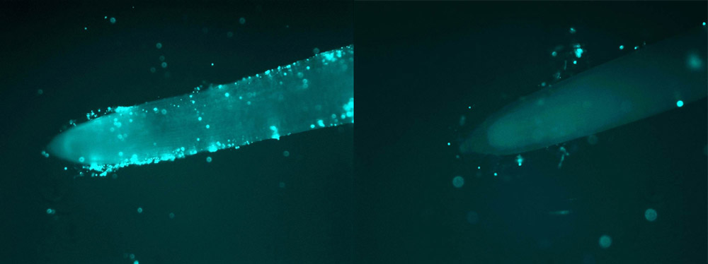 イネの根の蛍光顕微鏡画像。通常のイネの根（左）にはメタン生成菌が多く見られるが、<i>SUSIBA2</i>イネの根（右）では少ない。