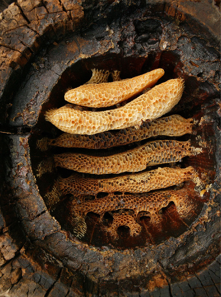 丸太の内部に作られたセイヨウミツバチの巣（フランス、セヴェンヌ山脈）。