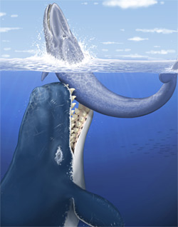 シャチと同じような殺し屋だったマッコウクジラ類
