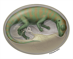 卵の中の恐竜胚（再現図）。