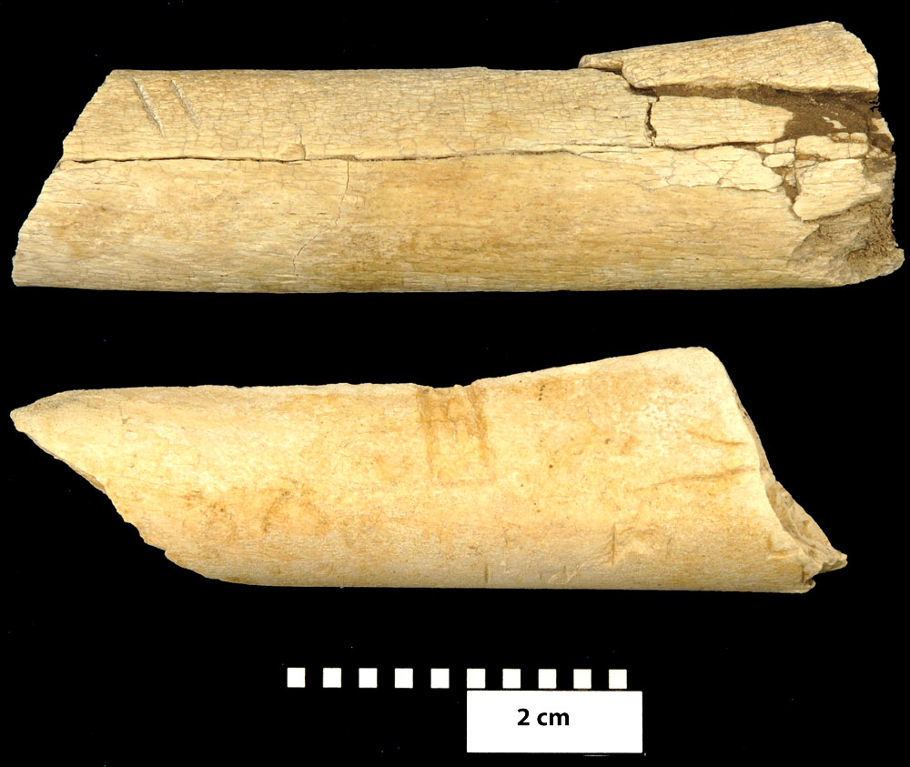 最古の切り痕：アウストラロピテクスは340万年前にこの骨から肉を切り取った？