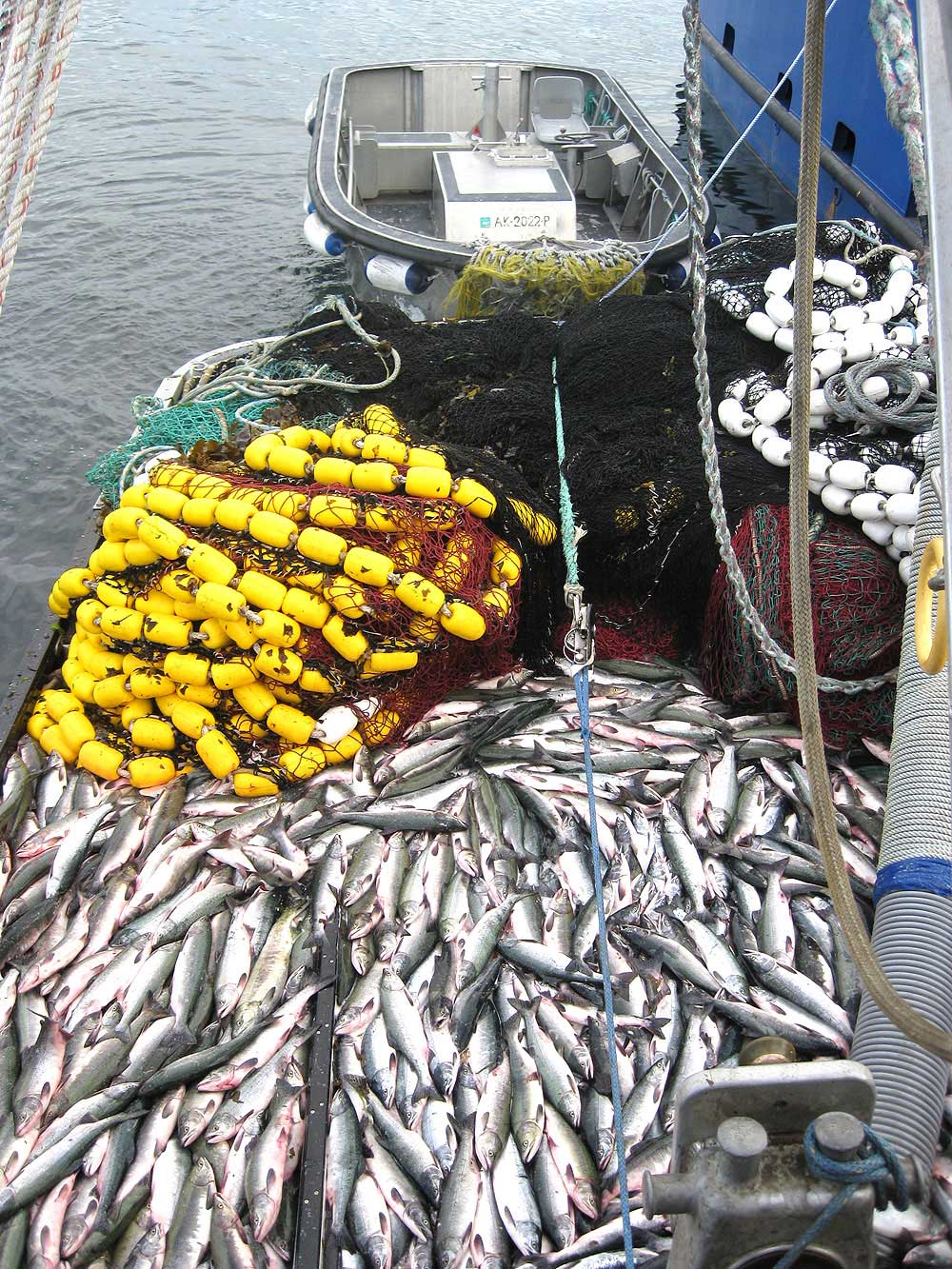 漁獲物に基づく漁業データでは予測を誤りかねない