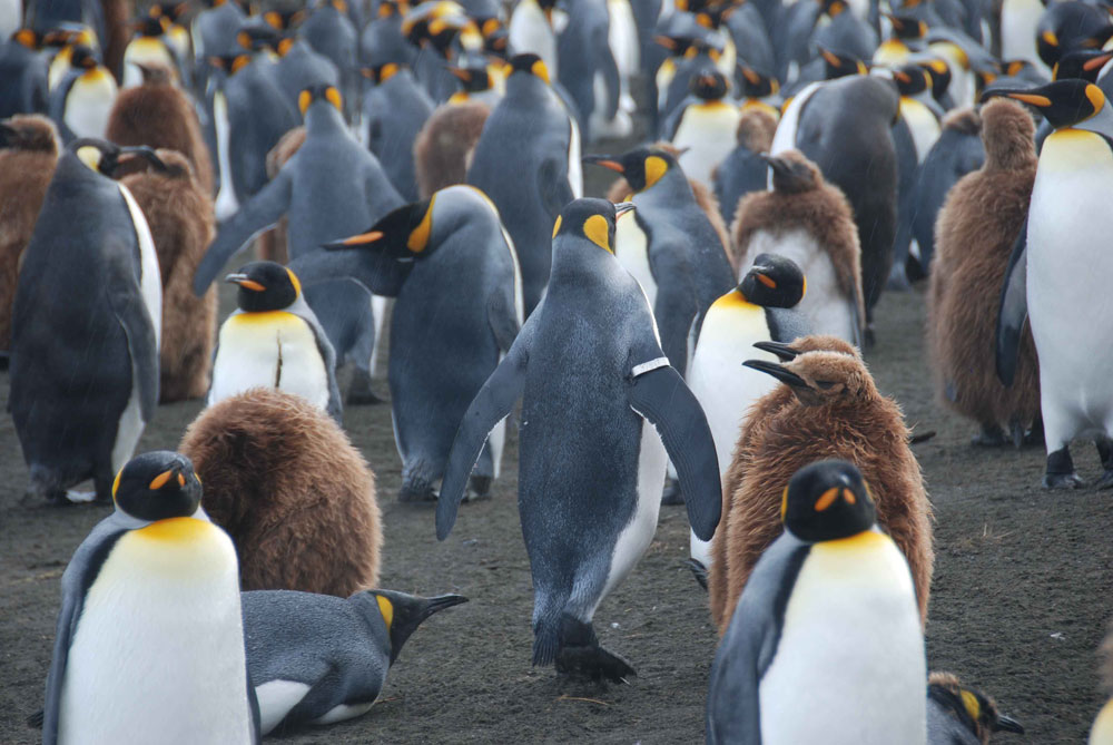 標識をつけたままの一生：翼帯の装着はペンギンの適応度を下げ、気候関連データに偏りを生じさせる