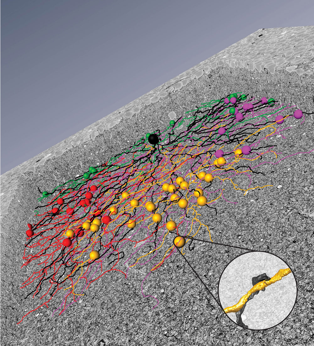 神経ネットワークを解きほぐす：電子顕微鏡によって明らかになった視覚神経回路の三次元ナノスケール構造
