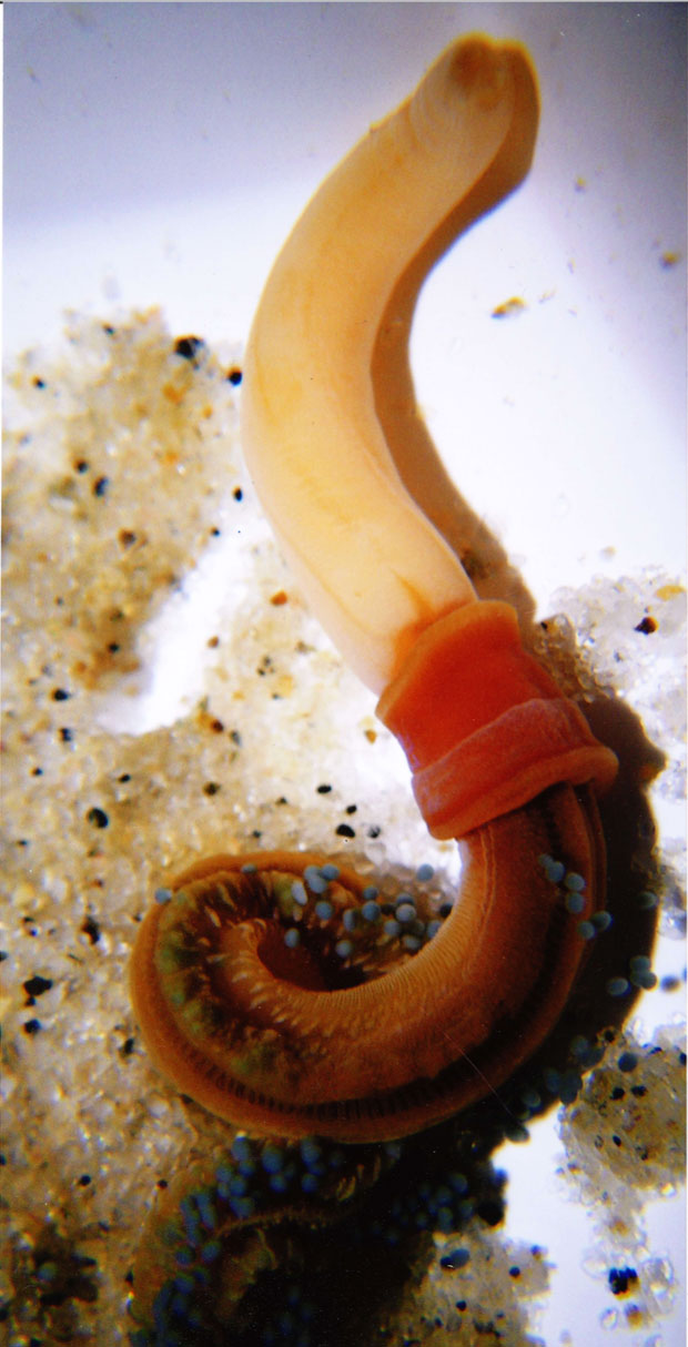 ゲノム塩基配列が解読された、直接発生型の腸鰓類クビナガギボシムシ（<i>Saccoglossus kowalevskii</i>）。