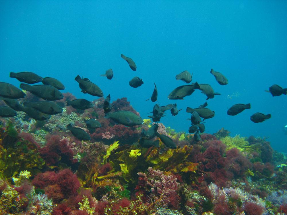 西オーストラリア・アブロリューシュ諸島のサンゴ礁。この海域は亜熱帯だが、生息しているのは主に温帯種や熱帯種であり、真に亜熱帯に特化した種は比較的少ない。
