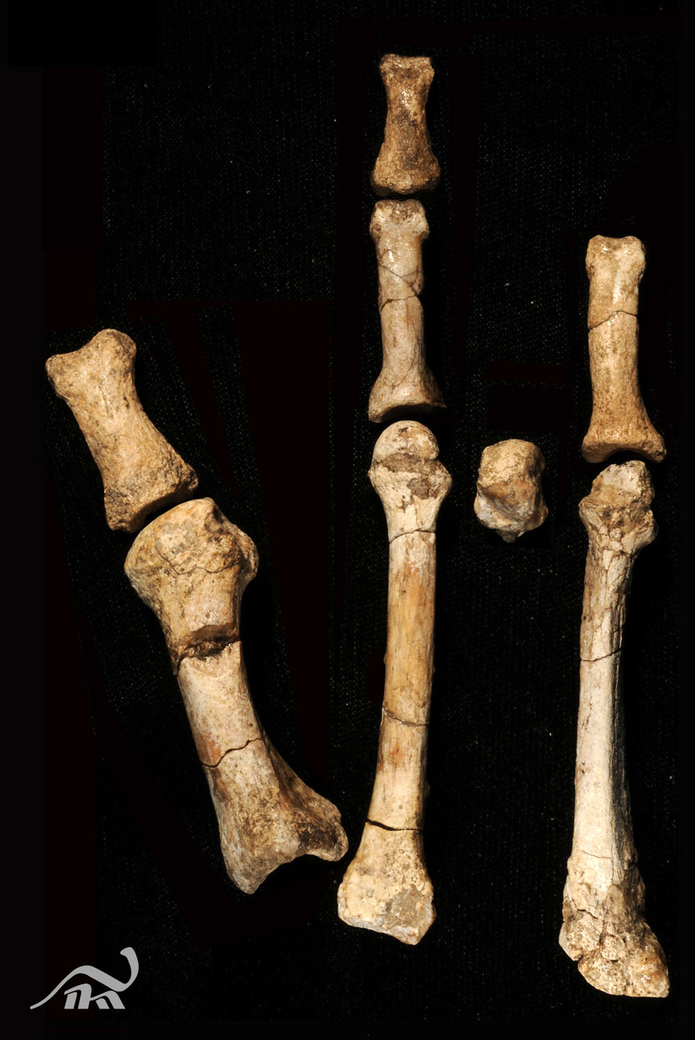 新たに発見されたヒト族の足の部分的な骨格。