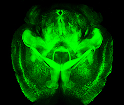 マウスの脳において投射ニューロン（Thy1発現ニューロン）をYFPで標識したもの。CLARITYによって脳を切断することなく画像化ができる。