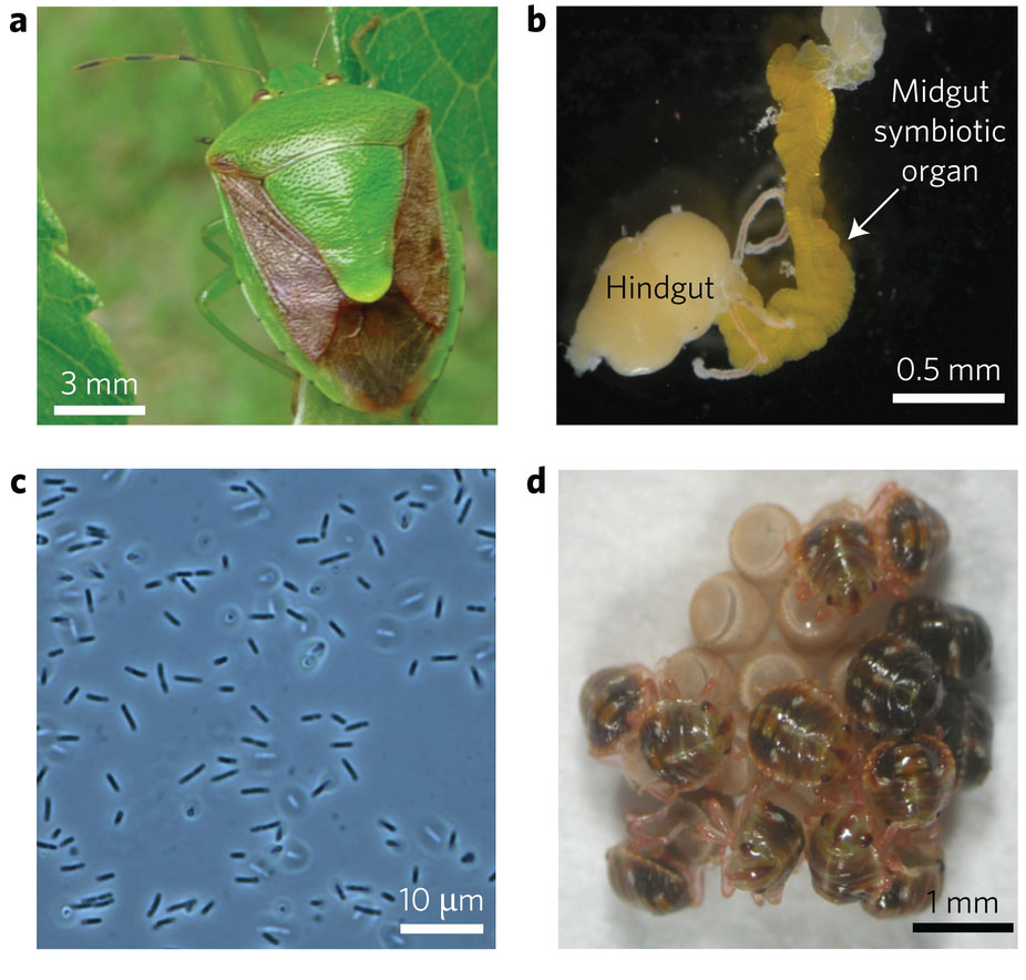 自然昆虫集団における環境細菌から絶対相利共生細菌への進化