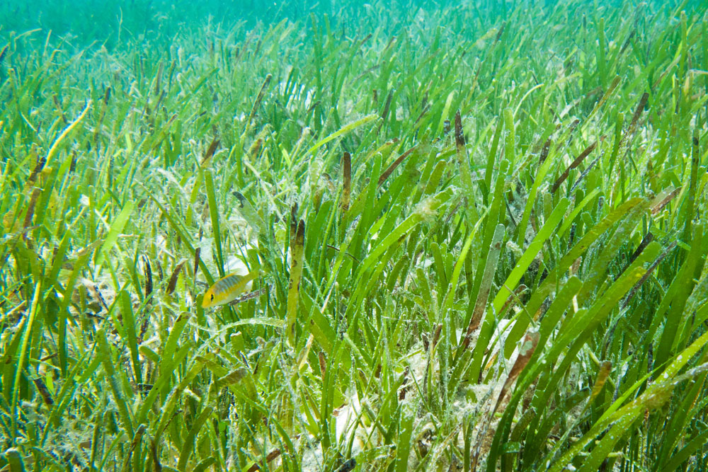 海の環境に適応した被子植物である海草。