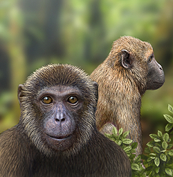 漸新世に共存していた類人猿 <i>Rukwapithecus</i>（左前）と旧世界ザル <i>Nsungwepithecus</i>（右後方）の再現画像。