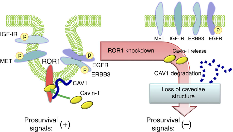 ROR1はcavin-1とcaveolin-1の足場として働きカベオラと生存シグナルを維持する