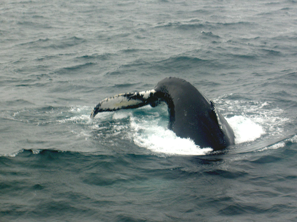 実験海域を泳ぐザトウクジラ（2006年秋、米国メイン湾にて撮影）。