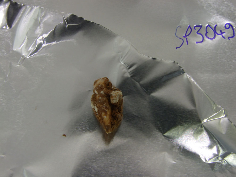 シマ・デ・ロス・ウエソスで発見された40万年前のヒト族の切歯。現代人のDNAが混入しないよう、粘土で覆って保存されていた。