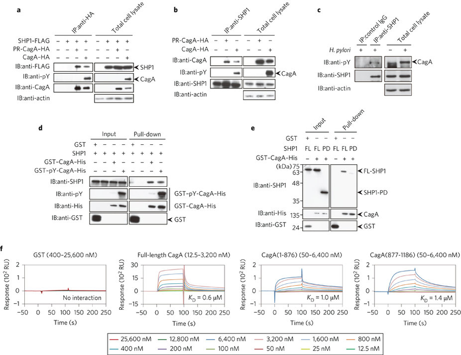 宿主SHP1ホスファターゼはピロリ菌（<i>Helicobacter pylori</i>）CagAの発がん活性に対抗するが、その発現はエプスタイン・バーウイルスにより抑制されうる