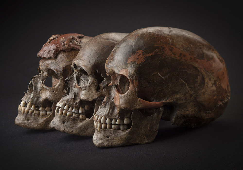 チェコ共和国ドルニー・ヴィエストニツェ遺跡で発掘された、約3万1000年前の現生人類3個体の頭蓋骨。