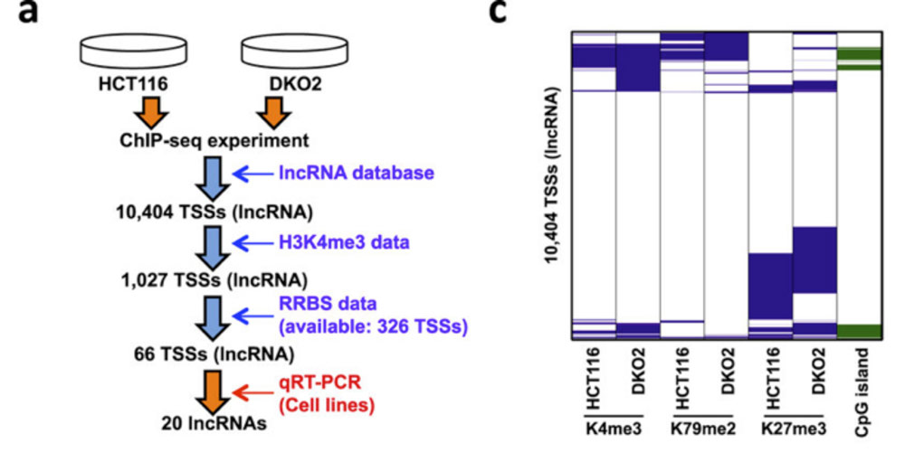 大腸がんにおいて異常なDNAメチル化によりエピジェネティックに不活化される長鎖非コードRNA遺伝子の網羅的探索
