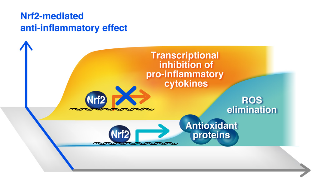 Nrf2は炎症性サイトカインの転写を阻止することによりマクロファージの炎症応答を抑制する