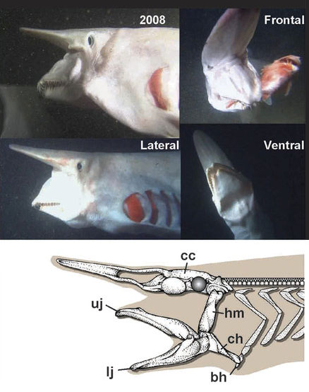 ミツクリザメ（<i>Mitsukurina owstoni</i>；魚類ネズミザメ目ミツクリザメ科）のパチンコ式摂餌行動