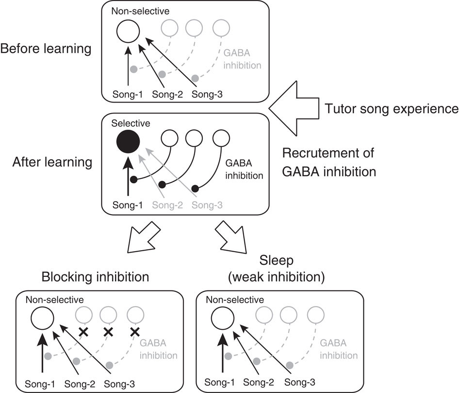 鳴禽のさえずり学習の記憶形成に関わる聴覚経験依存的な皮質回路形成