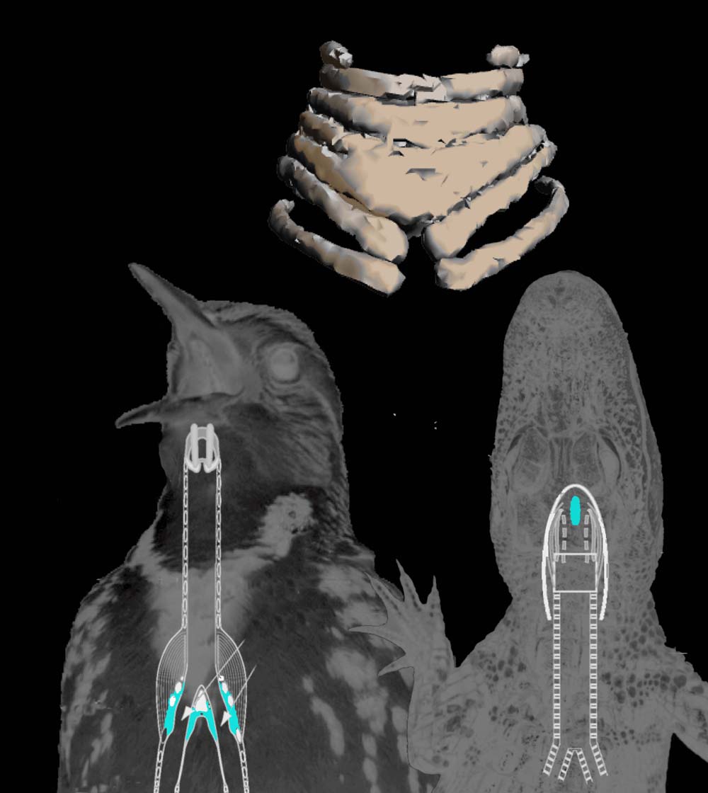 中生代の鳥類発音器官の化石によって、鳥類のさえずりや地鳴きに関する手掛かりが得られた。