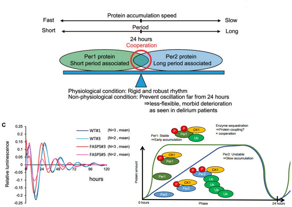 Per1タンパク質とPer2タンパク質の強固な協調作用