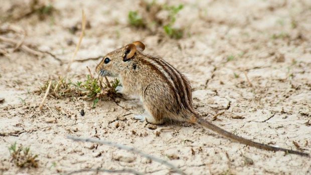 アフリカに生息するヨスジクサマウス（<i>Rhabdomys pumilio</i>）。